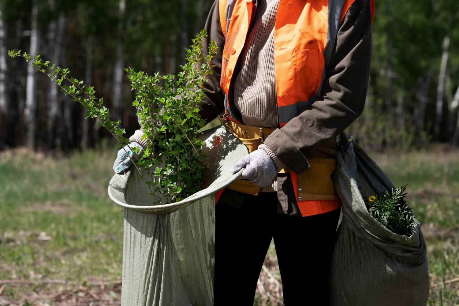 The Steps Involved in Our Tree Care Process in Faith, NC